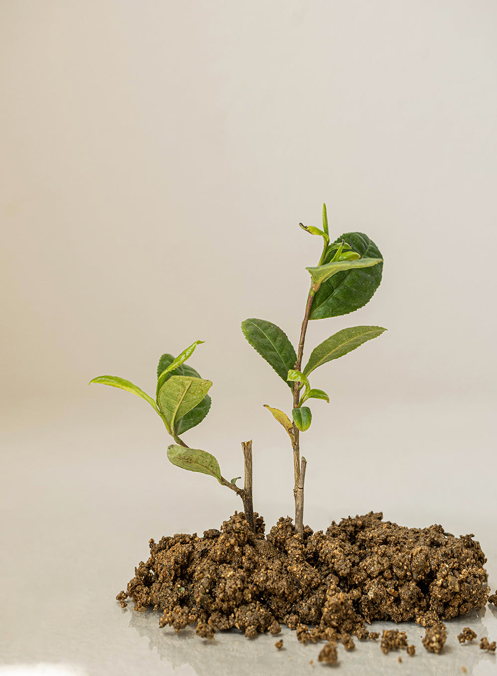 Beauty of Joseon Calming Serum Green Tea + Panthenol